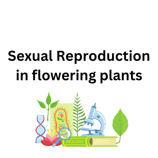 Sexual Reproduction in flowering plants